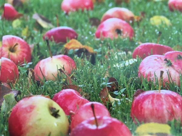 Cider & most (tanskankielinen kirja) – omenamehu ja siideri kotituotantoon (Søren Lyshøj)