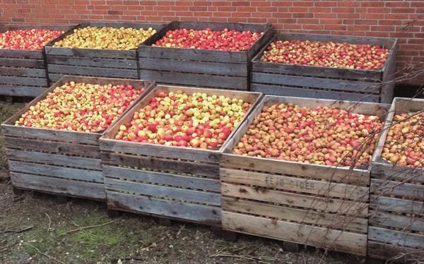 Cider i Europa (tanskankielinen kirja) – siiderintuotantoa, siideriomenoita ja siiderikulttuuria (Jeppe Gents)