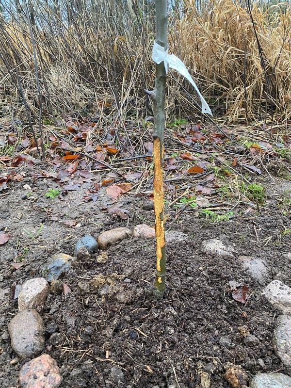 Runkosuoja / kaarnasuoja, halk. 6-11 cm (suuri halkaisija), korkeus 55 cm, 1 kpl