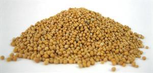 Sähkökäyttöinen kahvimylly / sinappimylly – tarkka jauhatus kahville ja kotitekoiselle sinapille