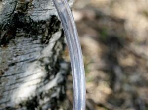 Letku 10/15 mm pullotukseen, pumppuun ja koivunmahlaan – 1 metri, elintarvikekelpoinen, PVC